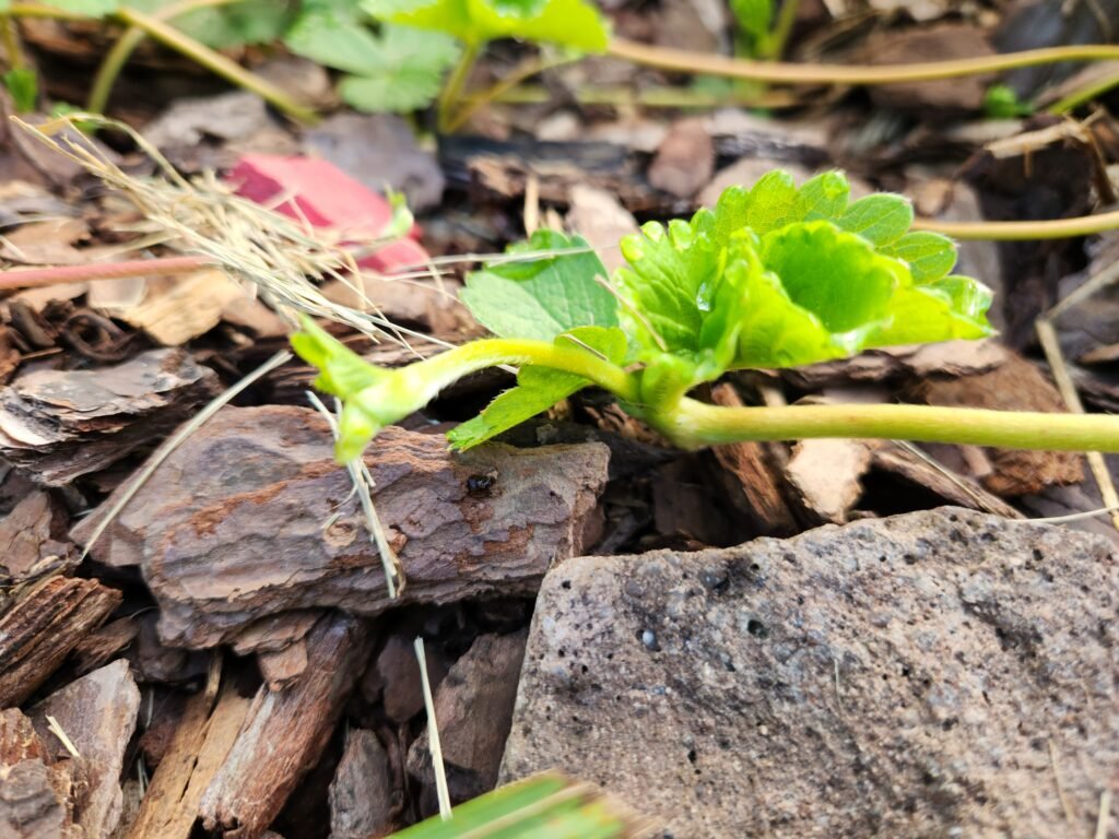 A strawberry runner