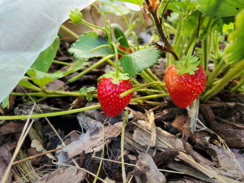 Our Strawberry Bed Mulched