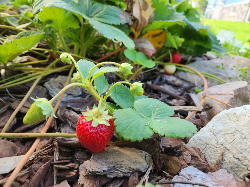 Strawberry growing on the vine