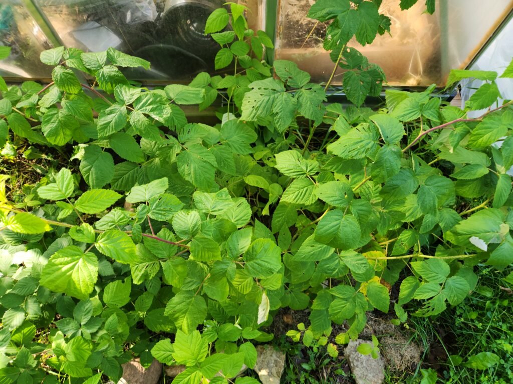 Raspberry Plant Top View