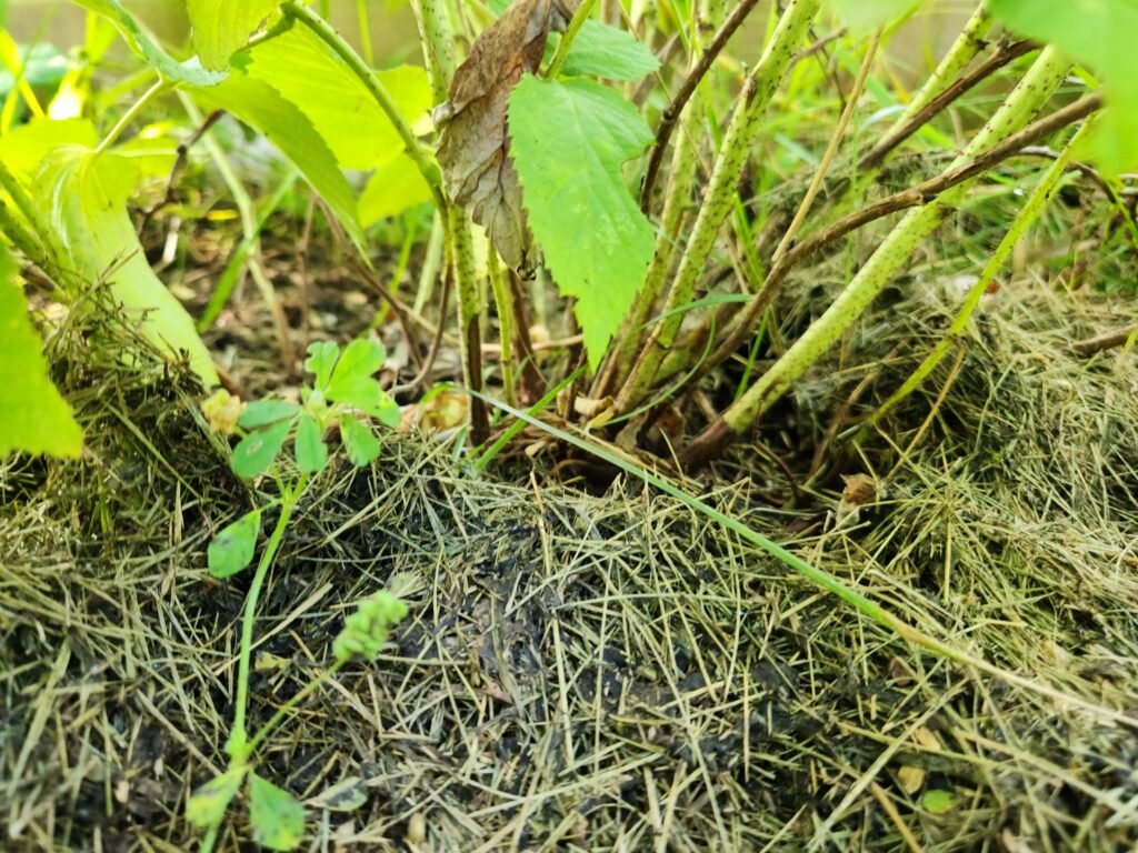 Base of a Raspberry Plant in Soil