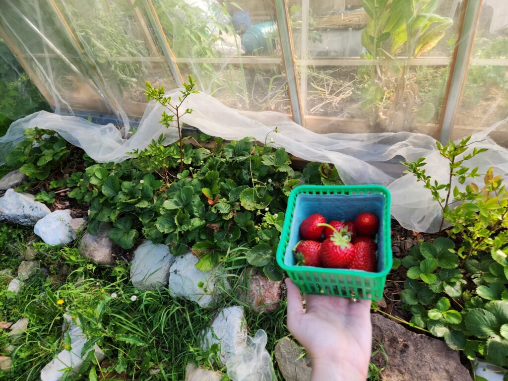 Strawberry Bed Against Greenhouse