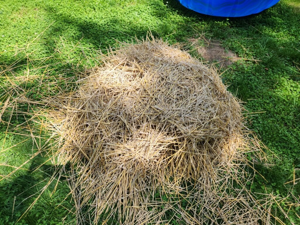 Left Over Wheat Straw