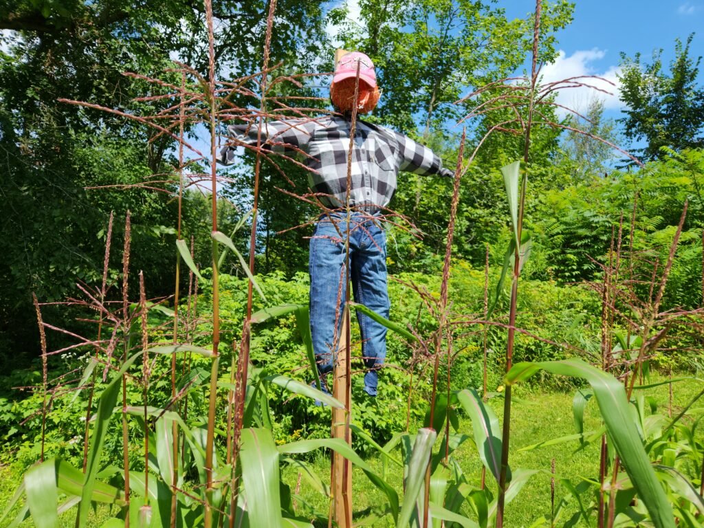 Scarecrow Mounted in Garden Bed with Corn