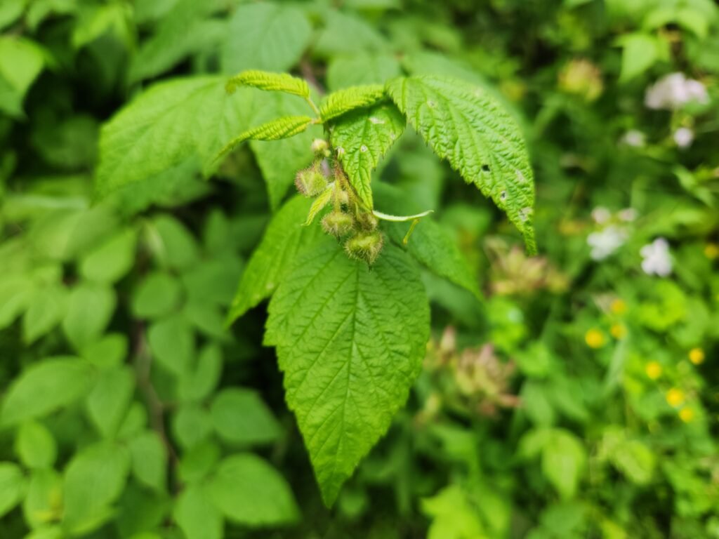 Raspberry Flower Buds