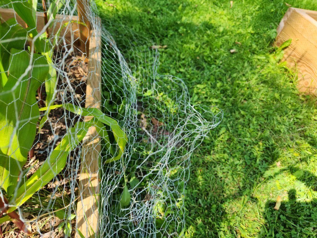 Chicken Wire Around the Garden Bed to Protect It From Raccoon's