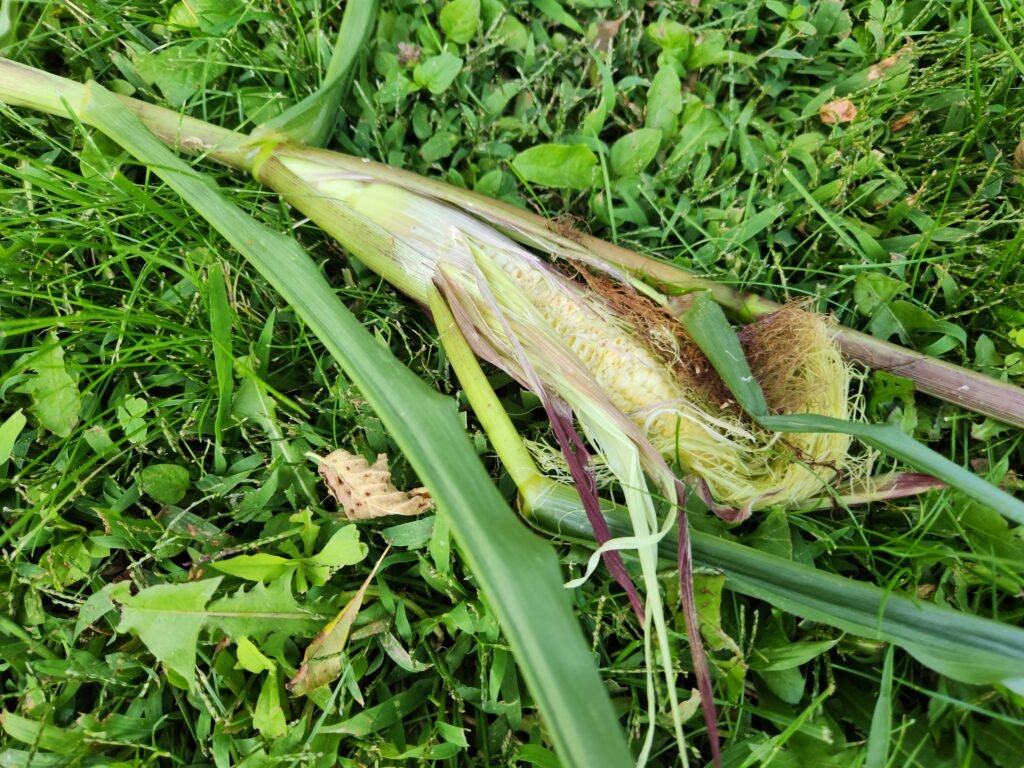 Corn Ear Eaten by Raccoon