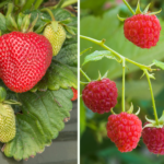 Raspberries vs Strawberries