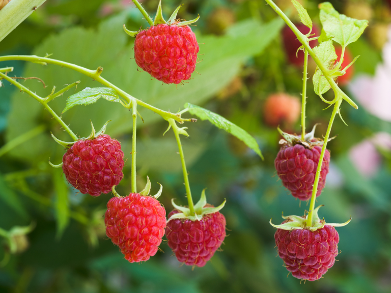 raspberry fruit