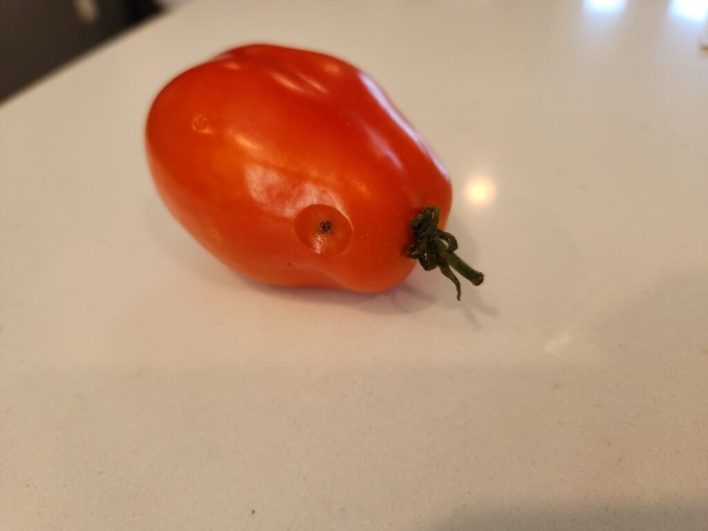 Anthracnose of a tomato