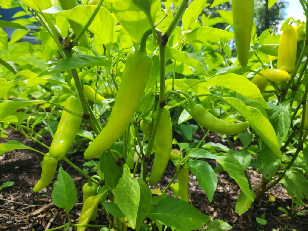 Banana Peppers