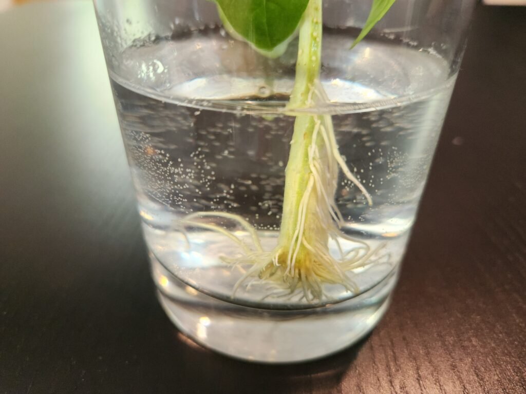 Basil cutting that has been in a glass of water for 2 weeks that has roots about 2 inches long.
