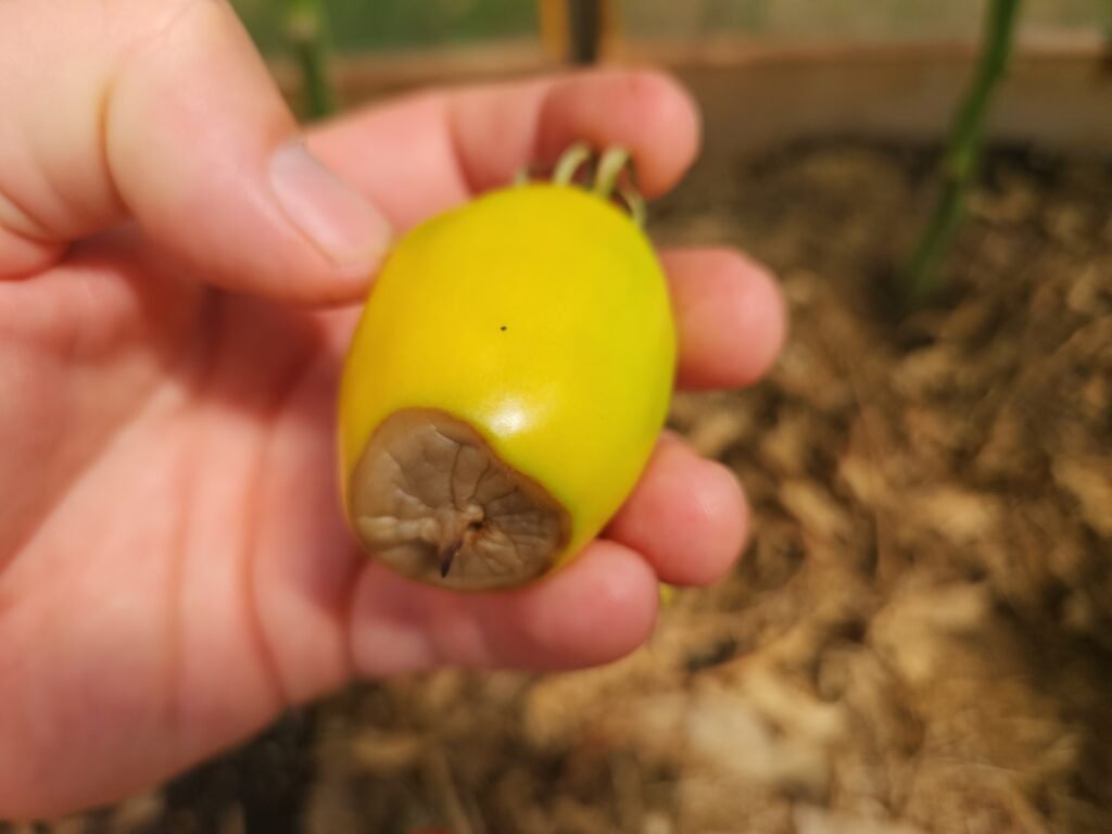 blossom end rot on a tomato
