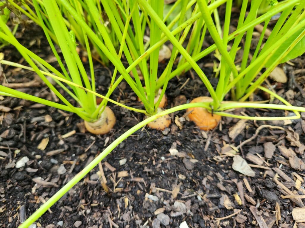 Carrots ready to be harvested.