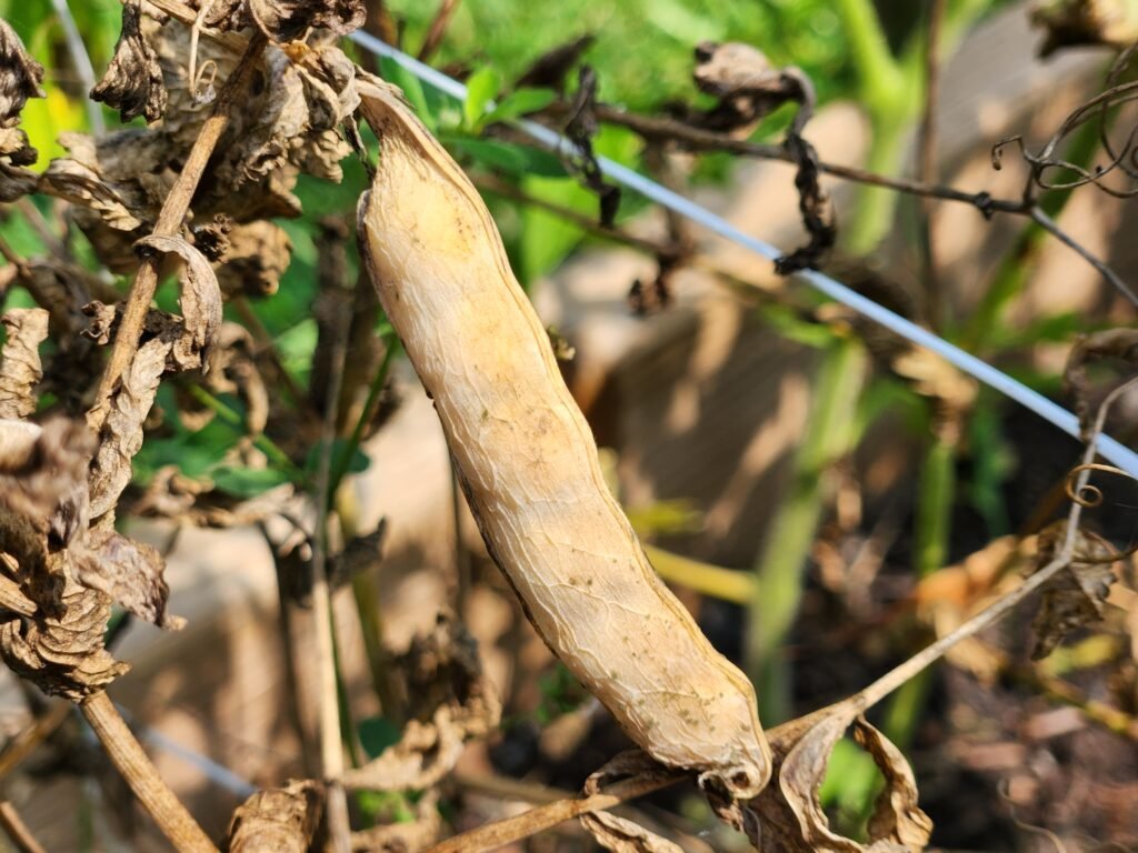 Dried pea pod that can be used to save pea seeds.