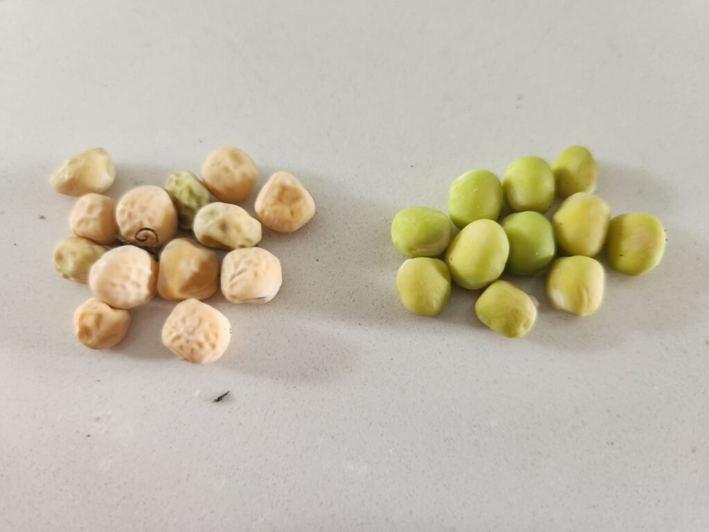 Dried peas on the left that are a light tan colour and half dry peas on the right that are still light green.