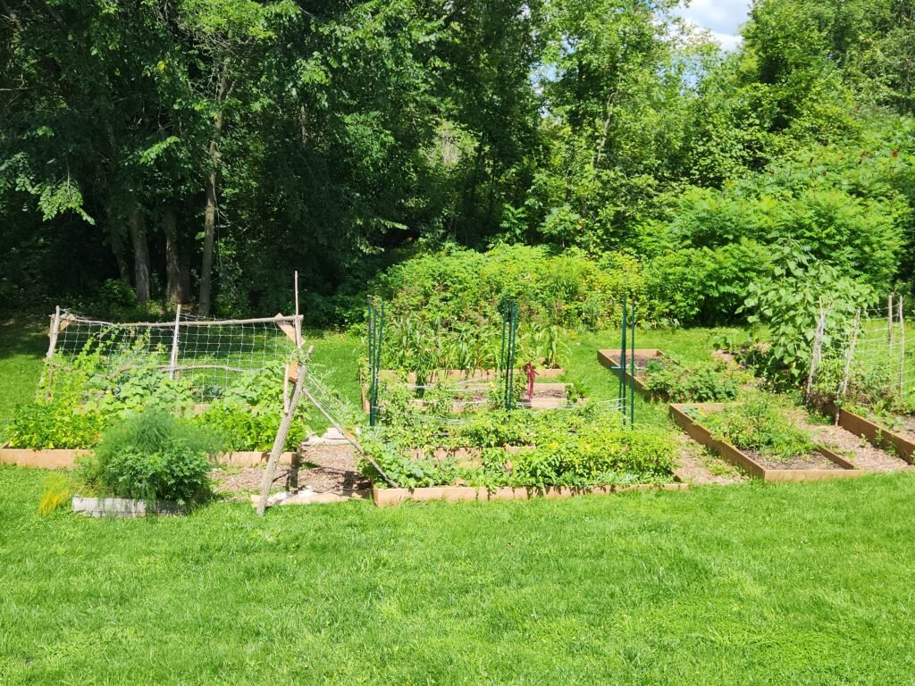 Picture of raised garden beds full of plants, taken in August.