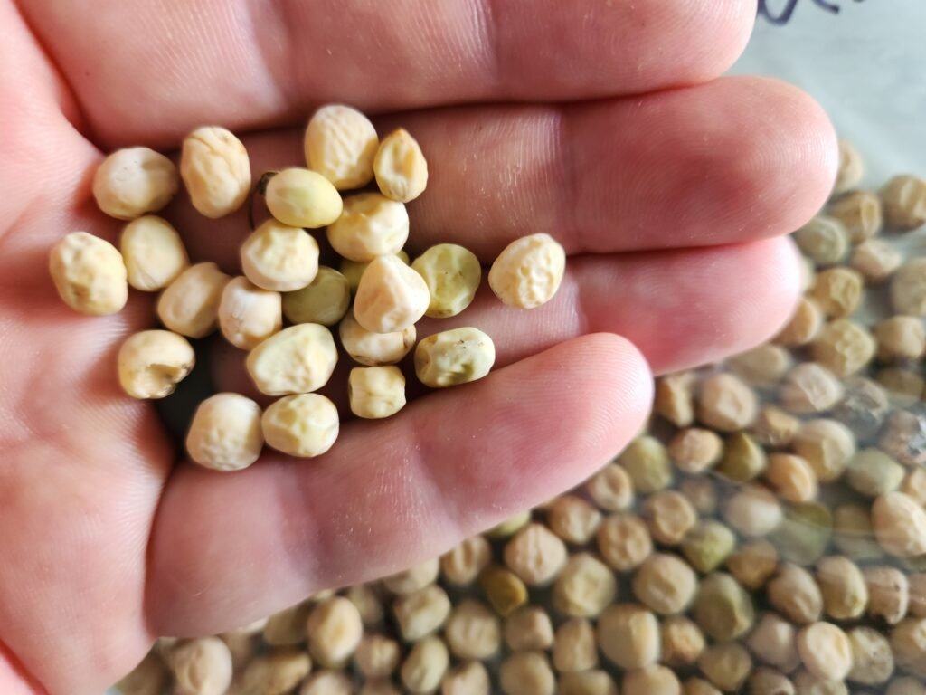Holding dry peas in hand.