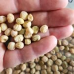 Holding dry peas in hand.