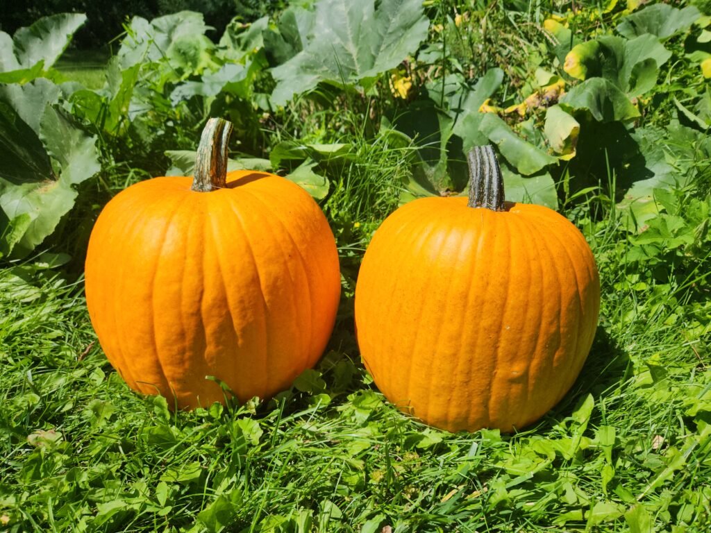 Freshly harvested pumpkins