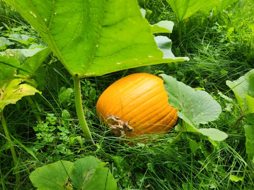 Pumpkin ready to be harvested.