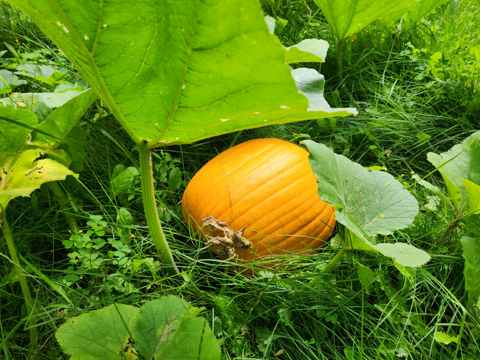 Pumpkin ready to be harvested.