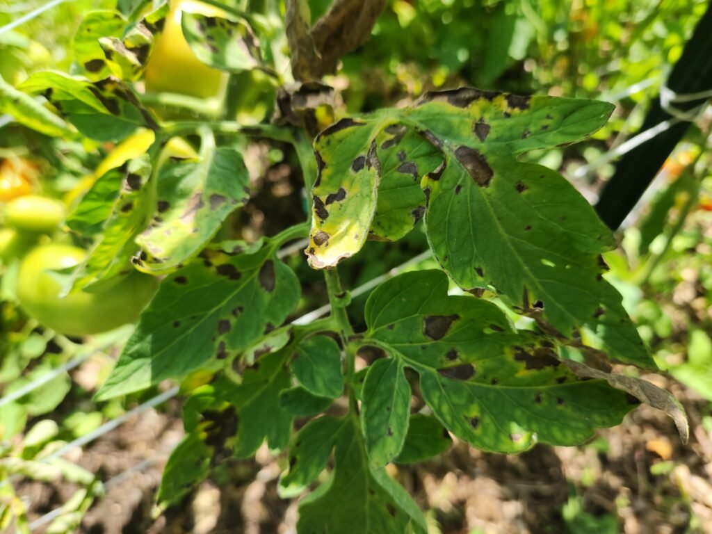 Tomato plant suffering from tomato blight.