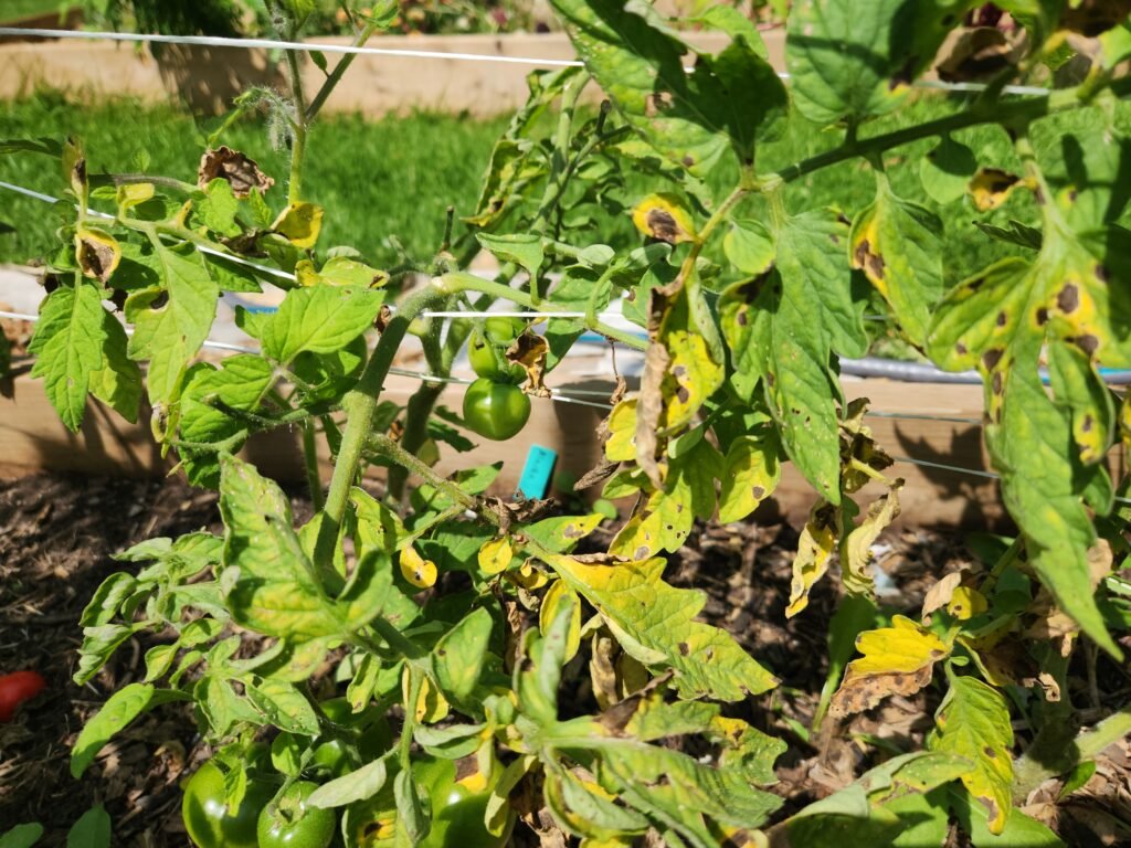 Tomato plant suffering from tomato blight.