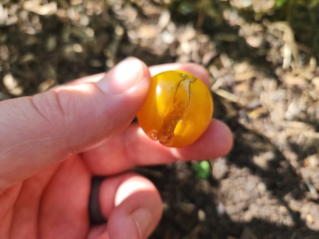 Picture of a tomato skin that has split apart.