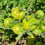 Tomatoes on a vine