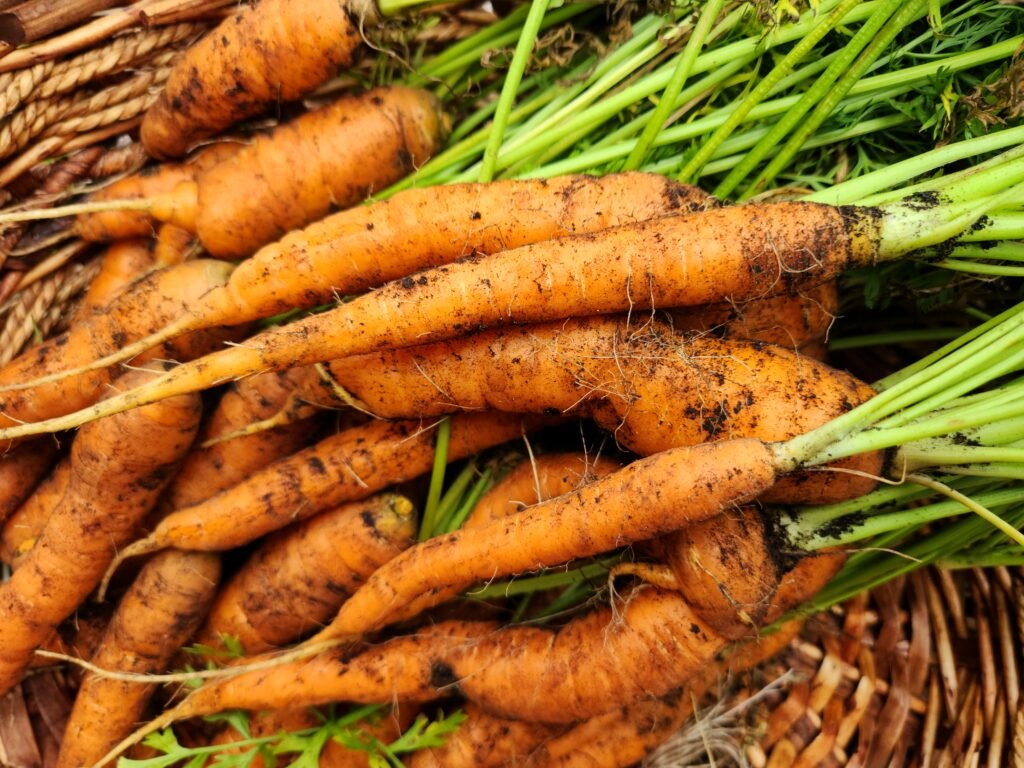 Carrots in a basket