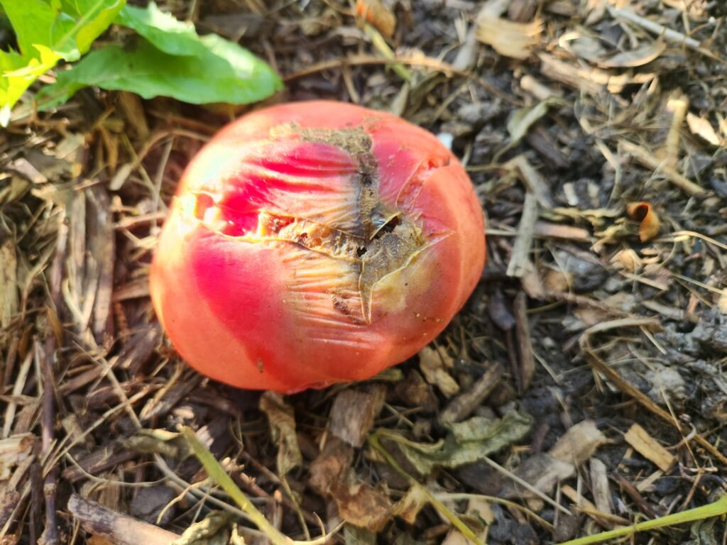 Tomato blight on fruit