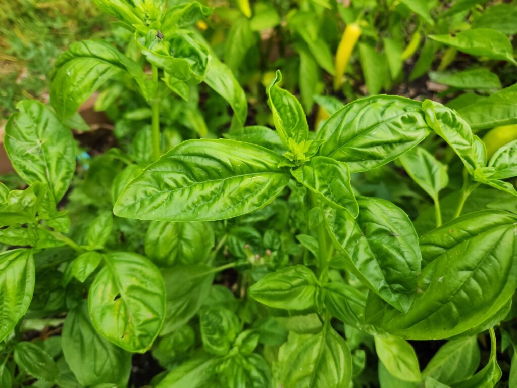 Fully Grown Basil Plant