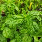 Fully Grown Basil Plant