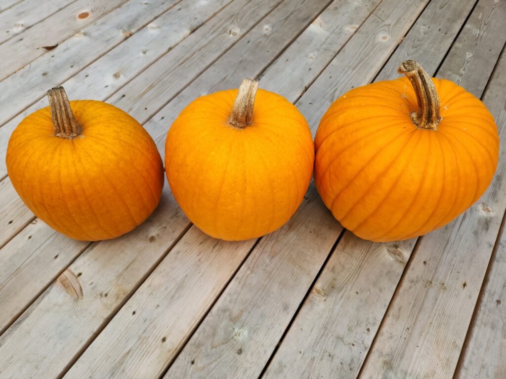 Pumpkins curing the in the sun on a deck