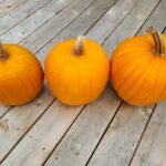 Pumpkins curing the in the sun on a deck