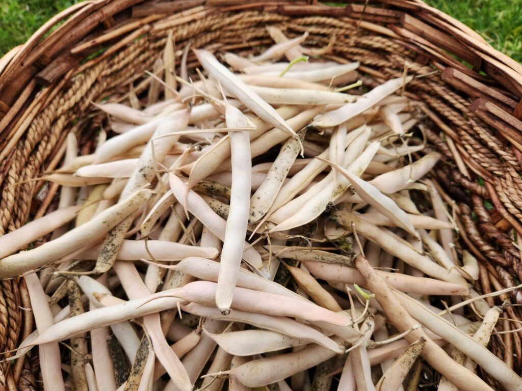Harvested Kidney Beans