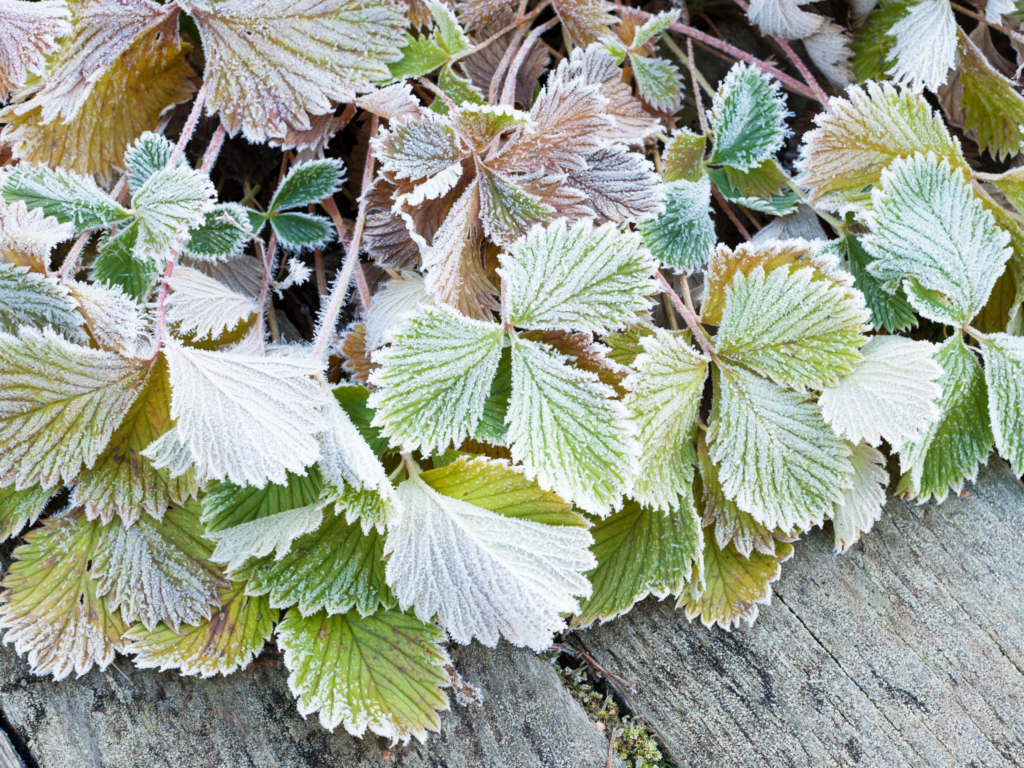 Strawberry Plant Leaves Frozen
