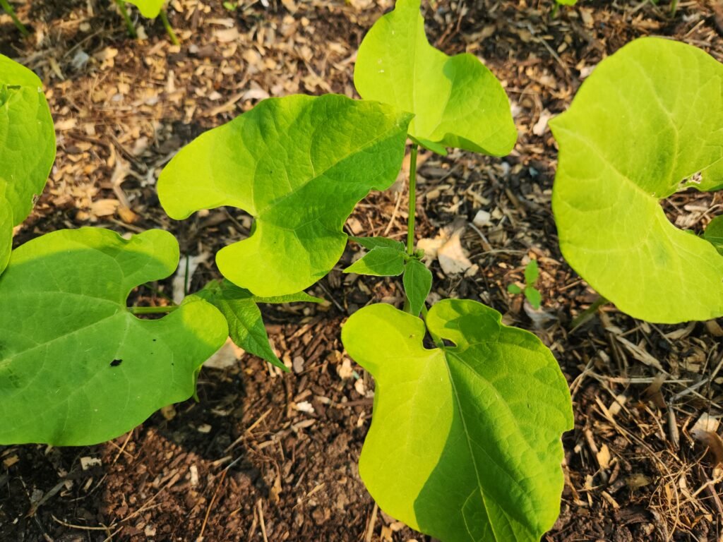 Young Kidney Bean Plant