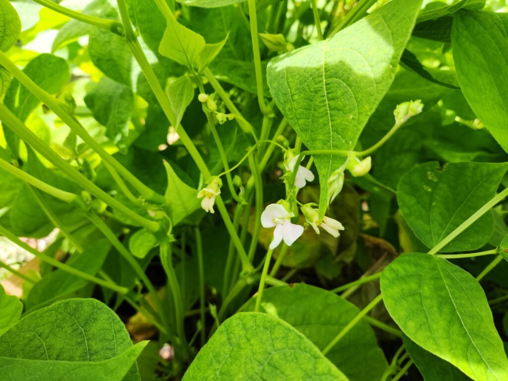 Kidney bean flowers