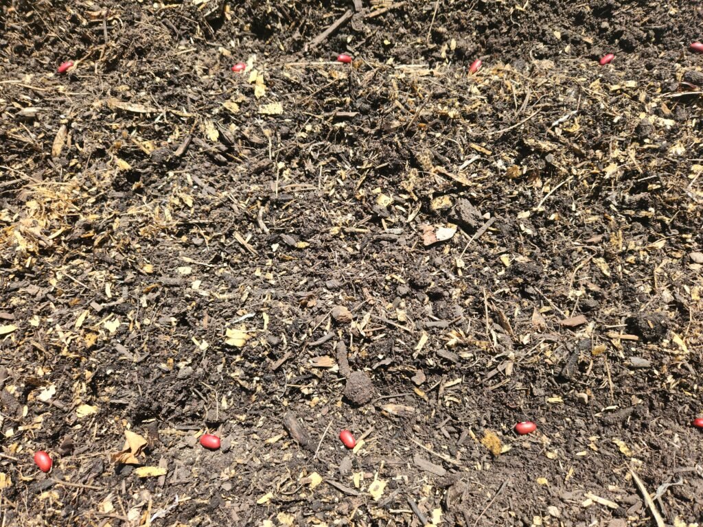 Kidney beans being planted