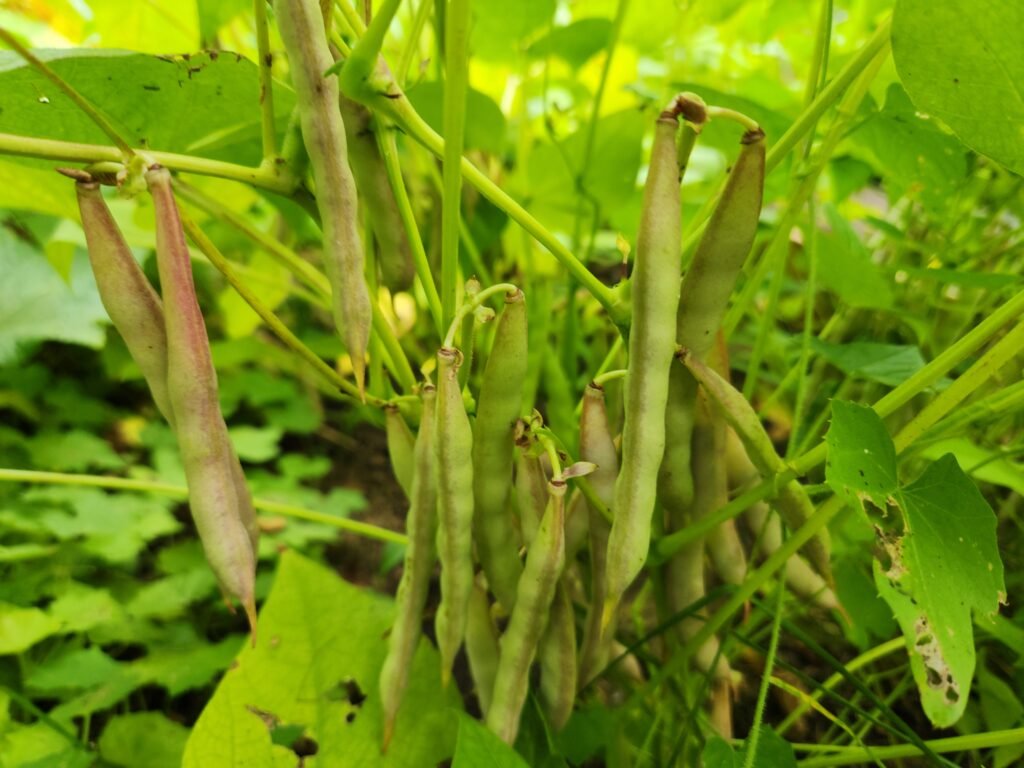 Green kidney beans still on the plant.
