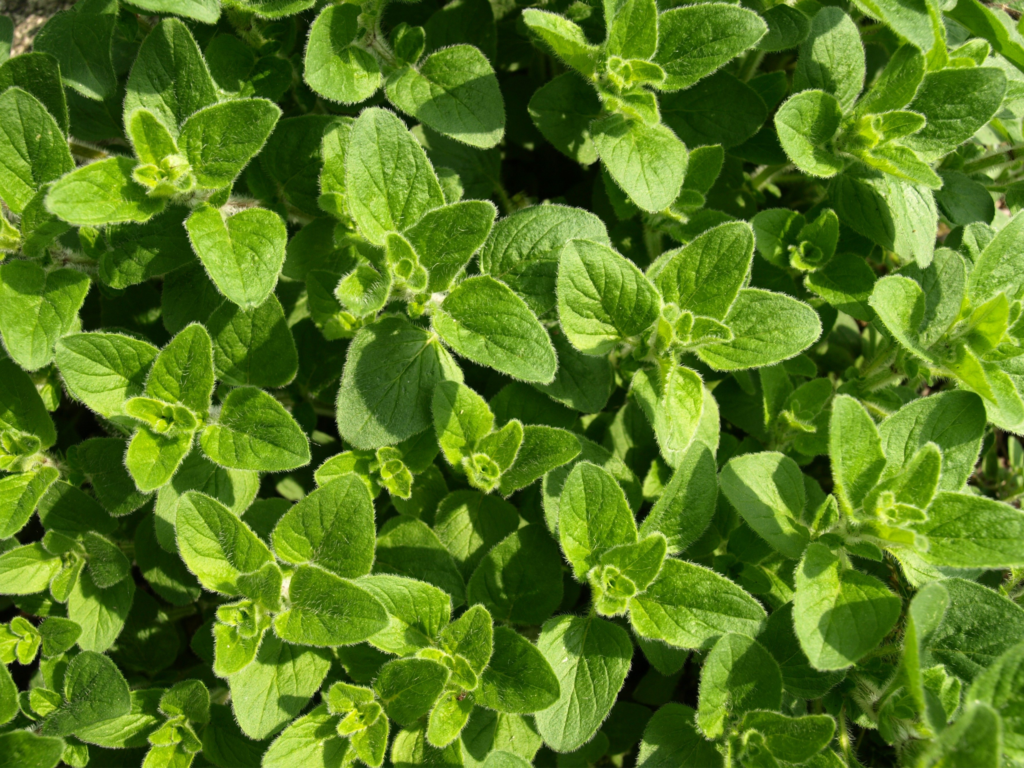 Oregano Herb