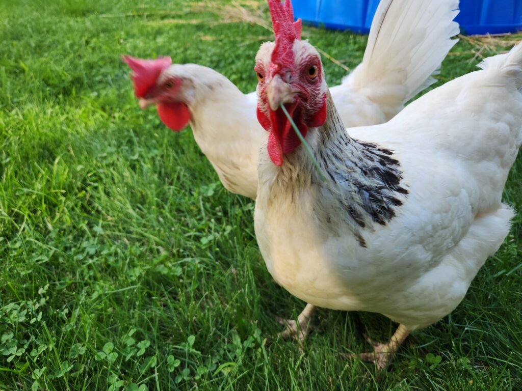 Chickens Eating Straw