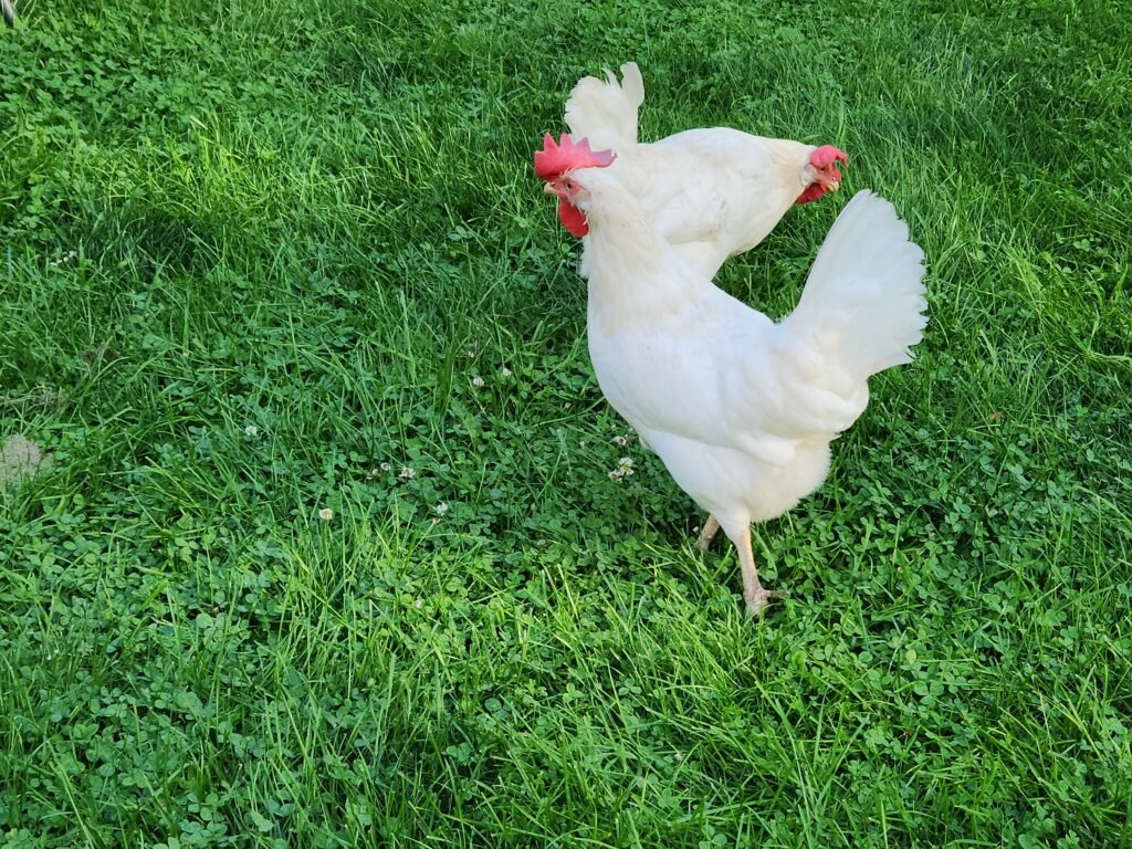 Two Azure Blue Chickens