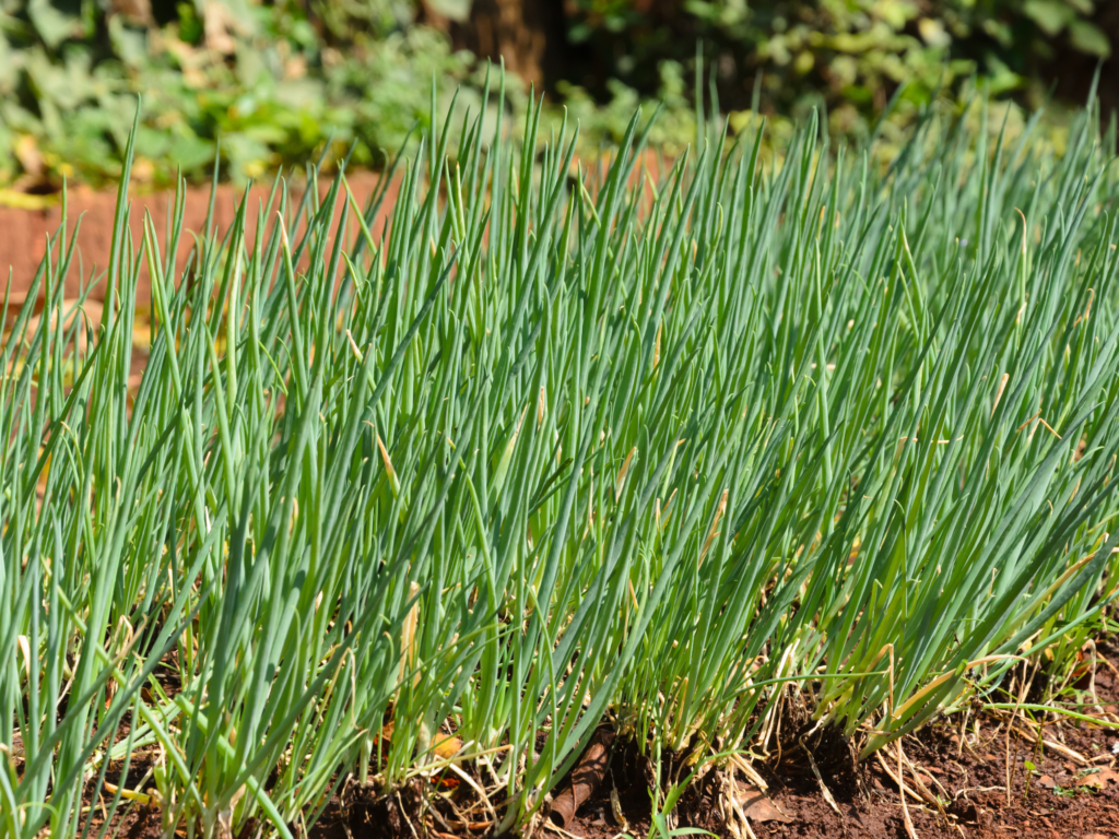 Chives growing in a garden.