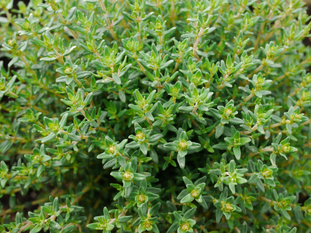 Thyme growing in a garden