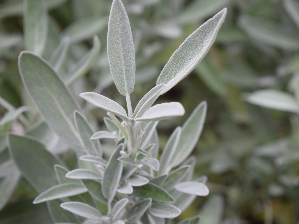 Sage growing in a garden