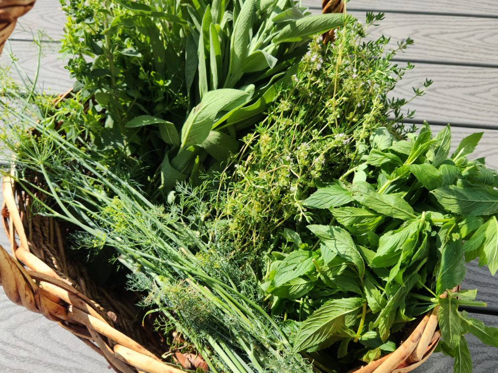 Herbs harvest in a wicker basket.