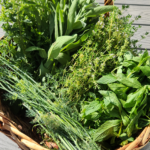 Herbs harvest in a wicker basket.